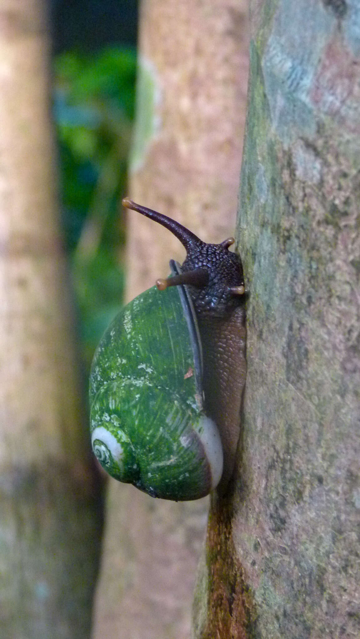 Image de Acavus haemastoma