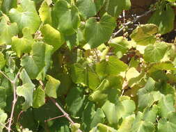 Image of California wild grape