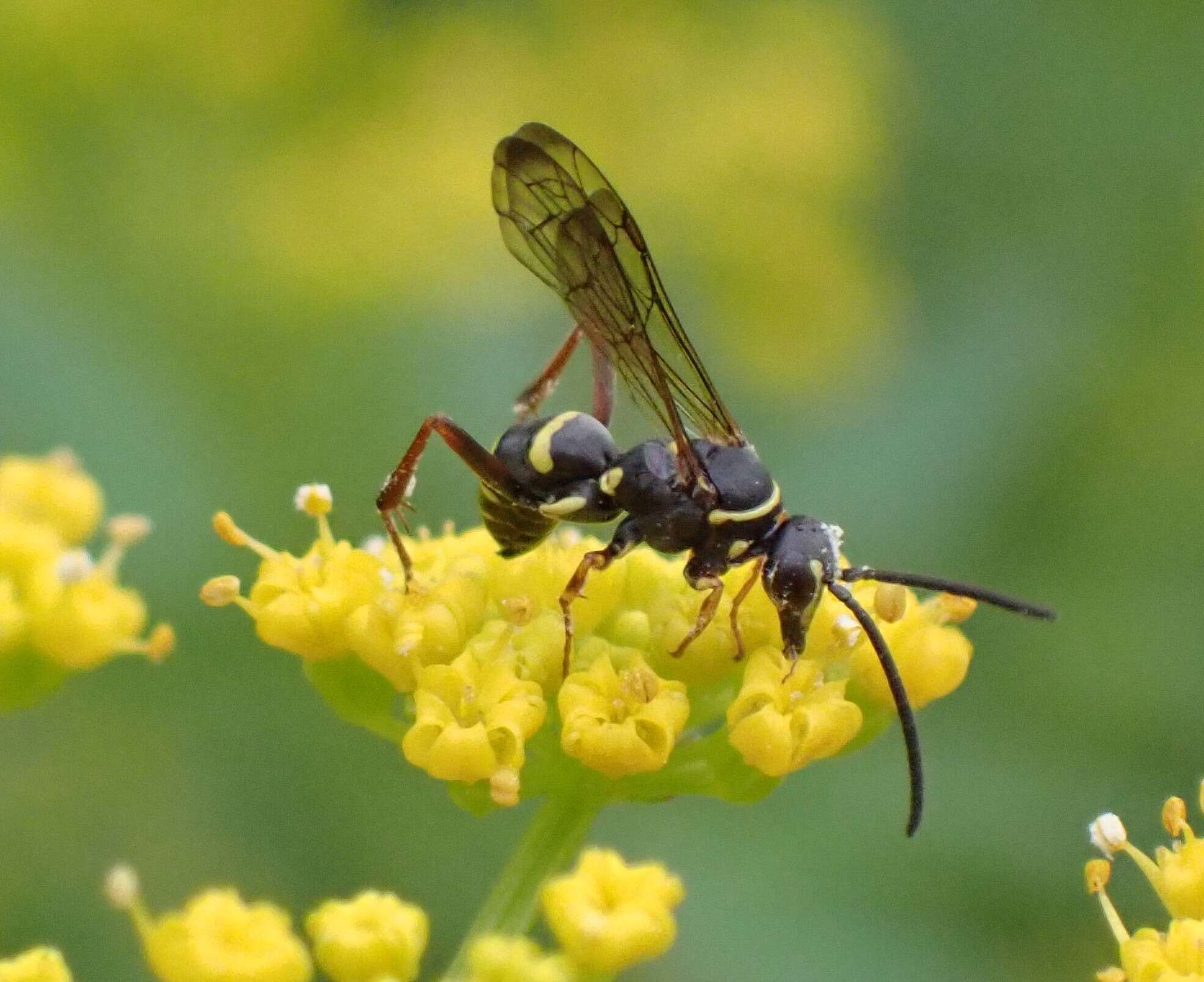 Image of Spider wasp