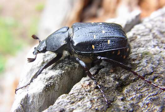 Image of Gnorimus variabilis (Linnaeus 1758)