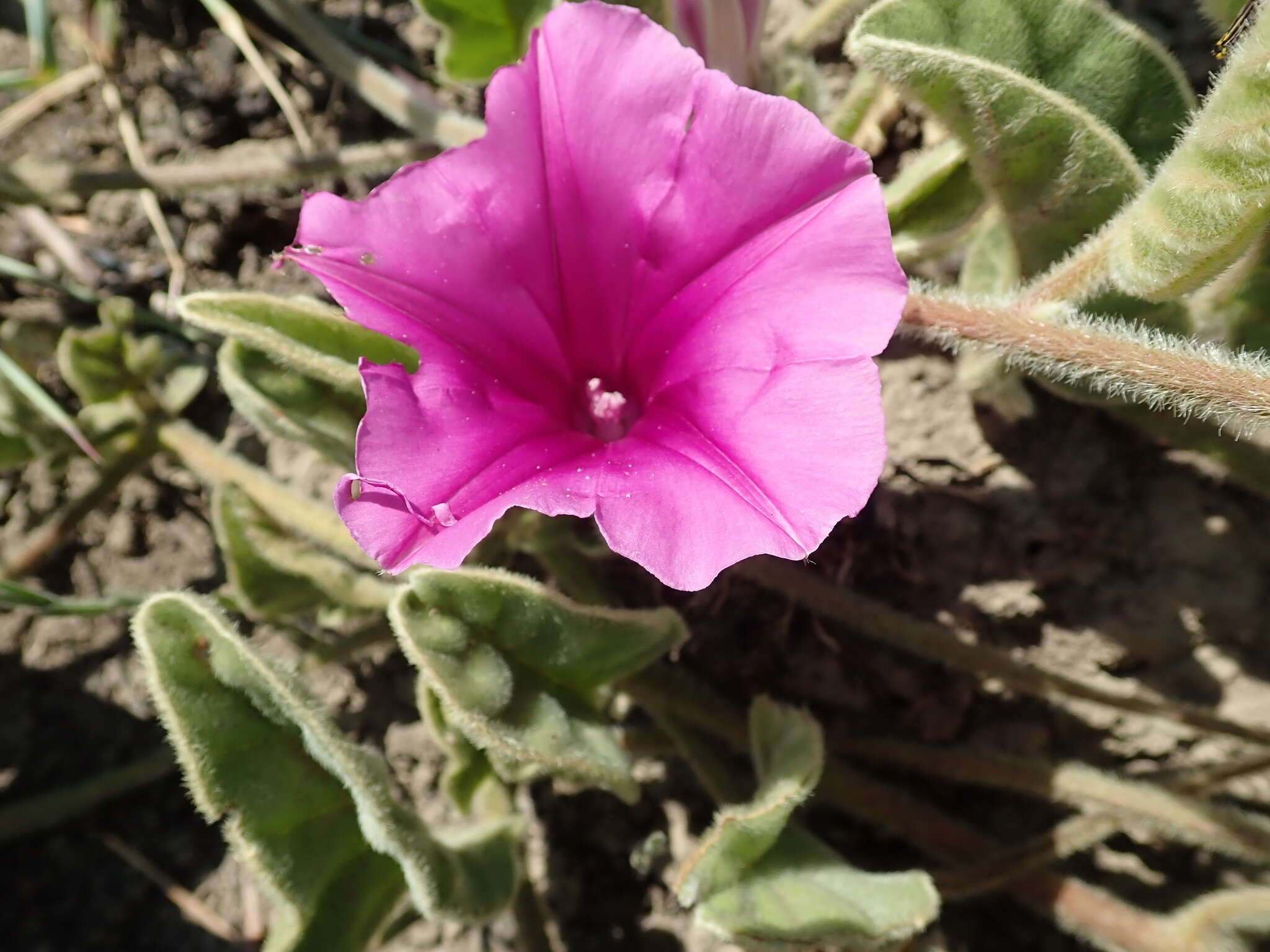 Image of Ipomoea pellita Hall. fil.