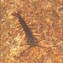 Image of Mountain Shrimp