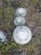 Image of Mammillaria albilanata subsp. oaxacana D. R. Hunt