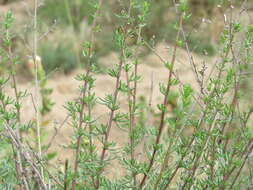 Image of field sagewort