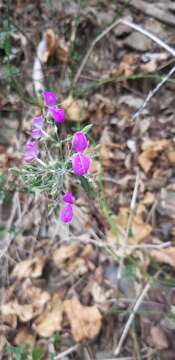 Image of Hypoestes cumingiana Benth. & Hook. fil.