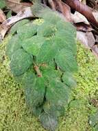 Image de Ficus villosa Bl.