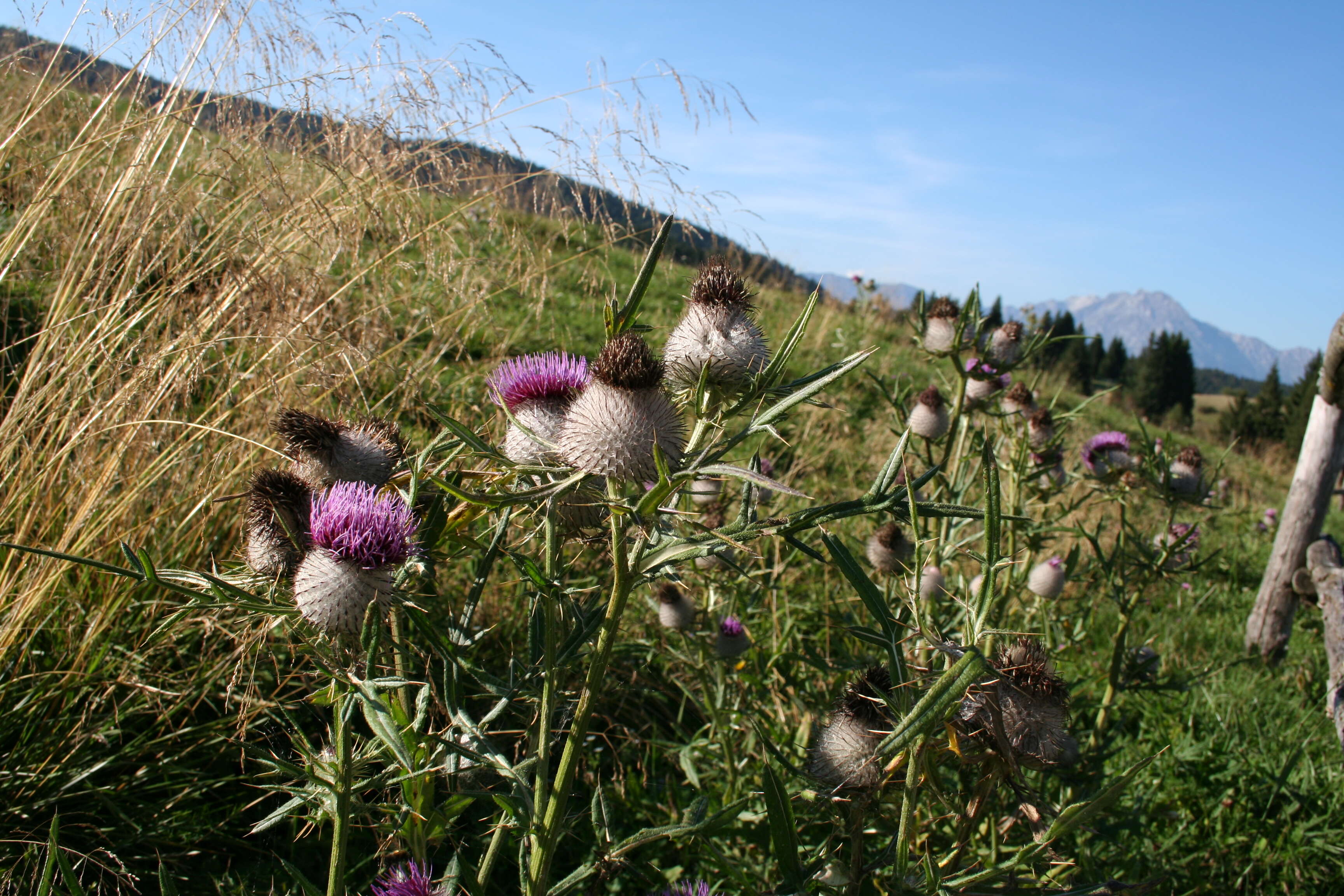 Image of woolly thistle