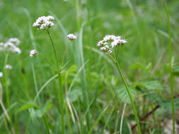 Image of marsh valerian