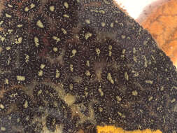 Image of Star ascidian