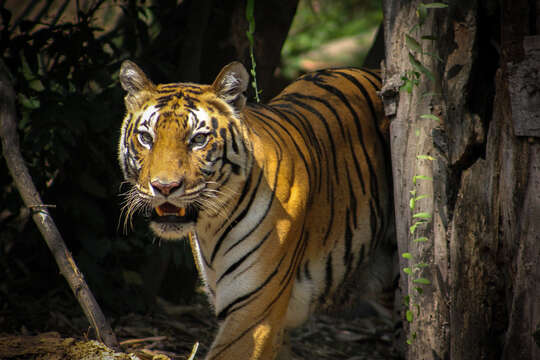 Imagem de Tigre-de-bengala