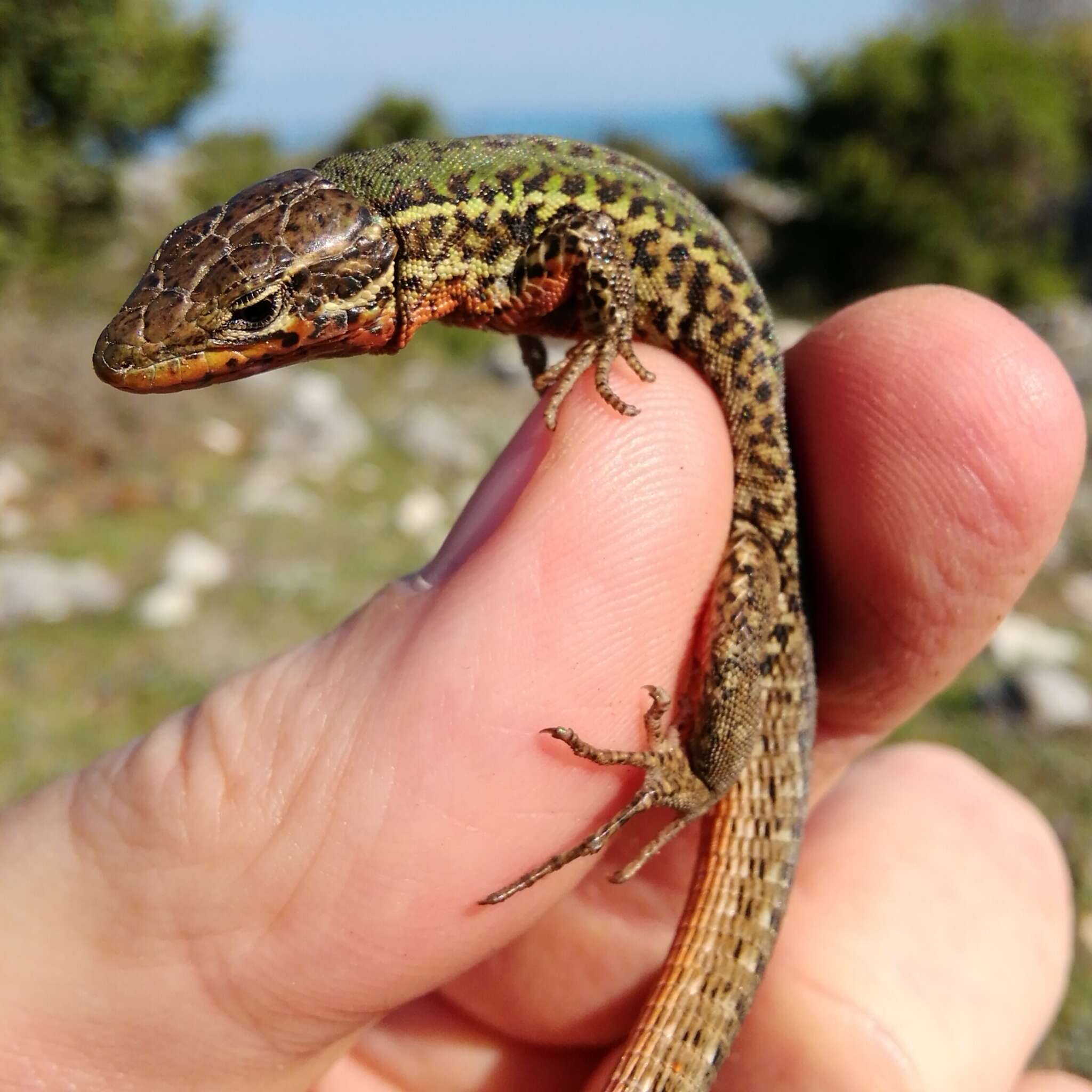 Image of Dalmatian Wall Lizard