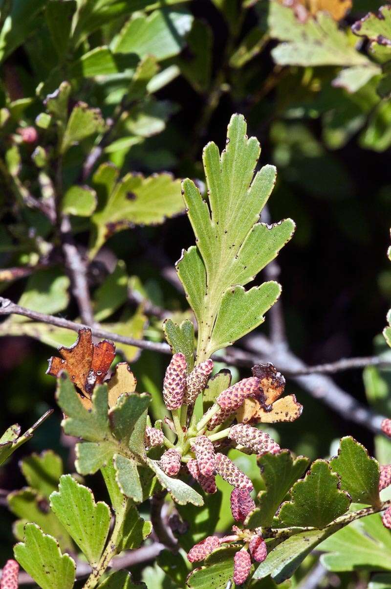 Phyllocladus trichomanoides D. Don resmi