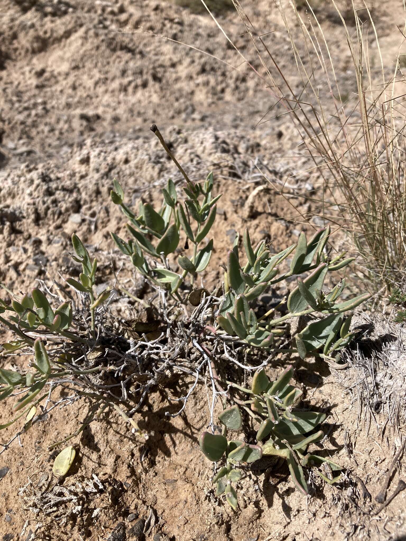 Acleisanthes lanceolata (Wooton) R. A. Levin resmi