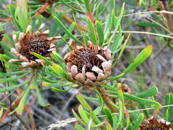 Plancia ëd Protea scolymocephala (L.) Reich.