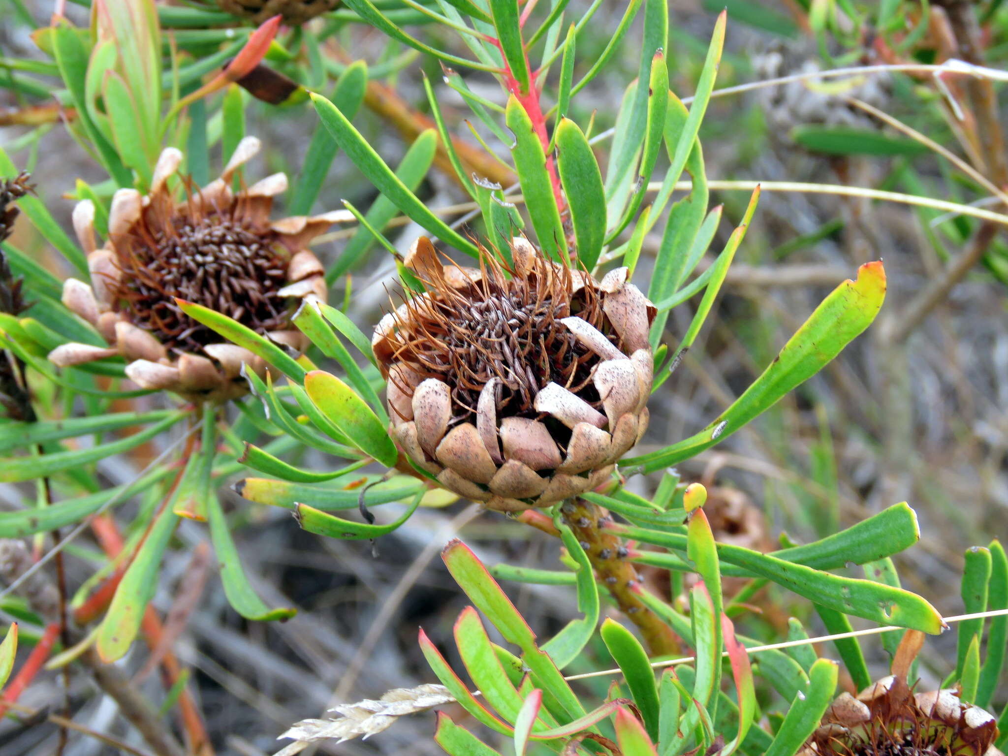 Plancia ëd Protea scolymocephala (L.) Reich.