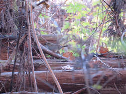 Image of Gray Bunting