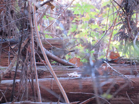 Image of Gray Bunting