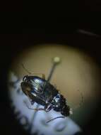 Bembidion (Hydrium) levigatum Say 1823的圖片