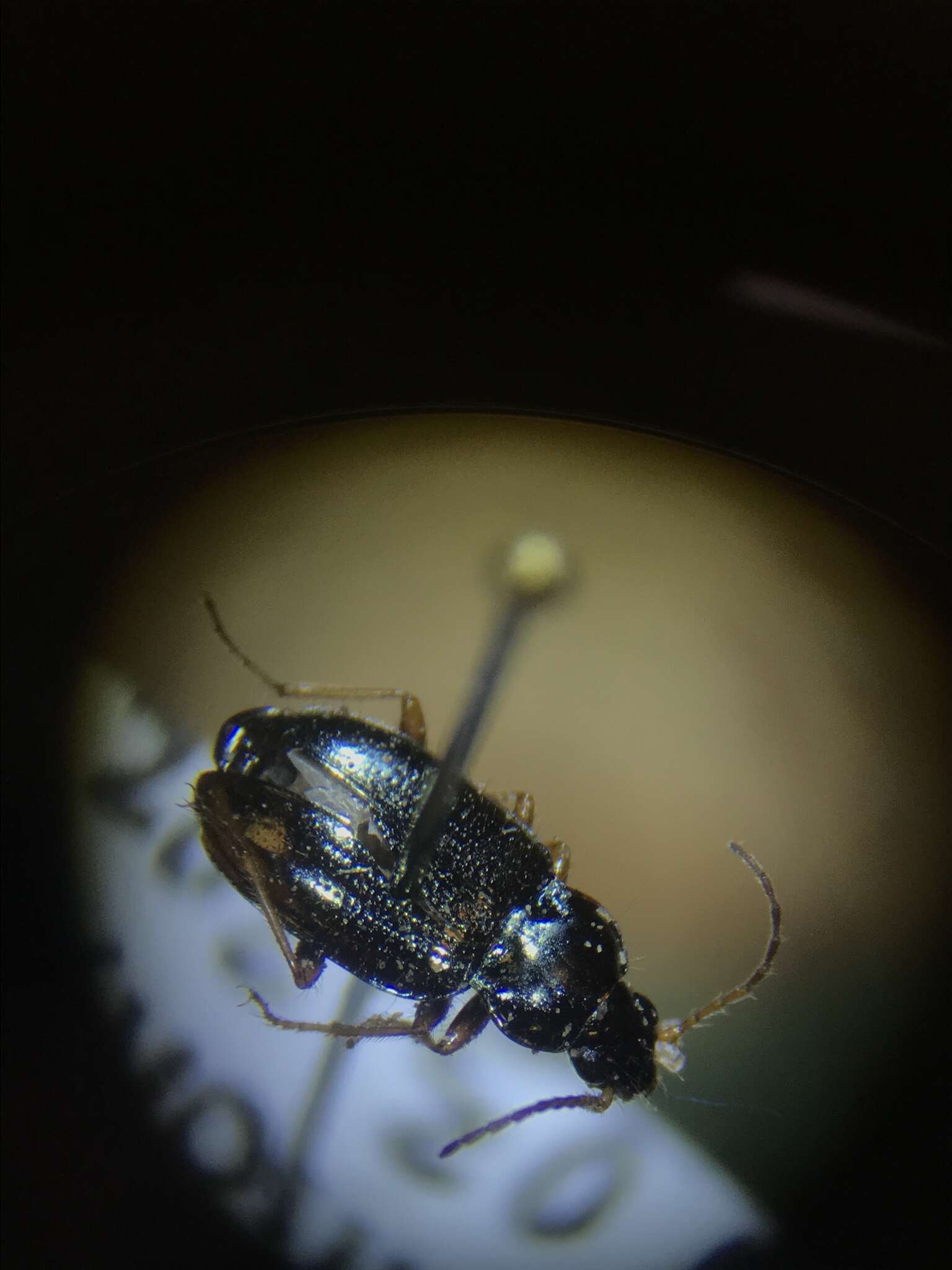 Bembidion (Hydrium) levigatum Say 1823的圖片