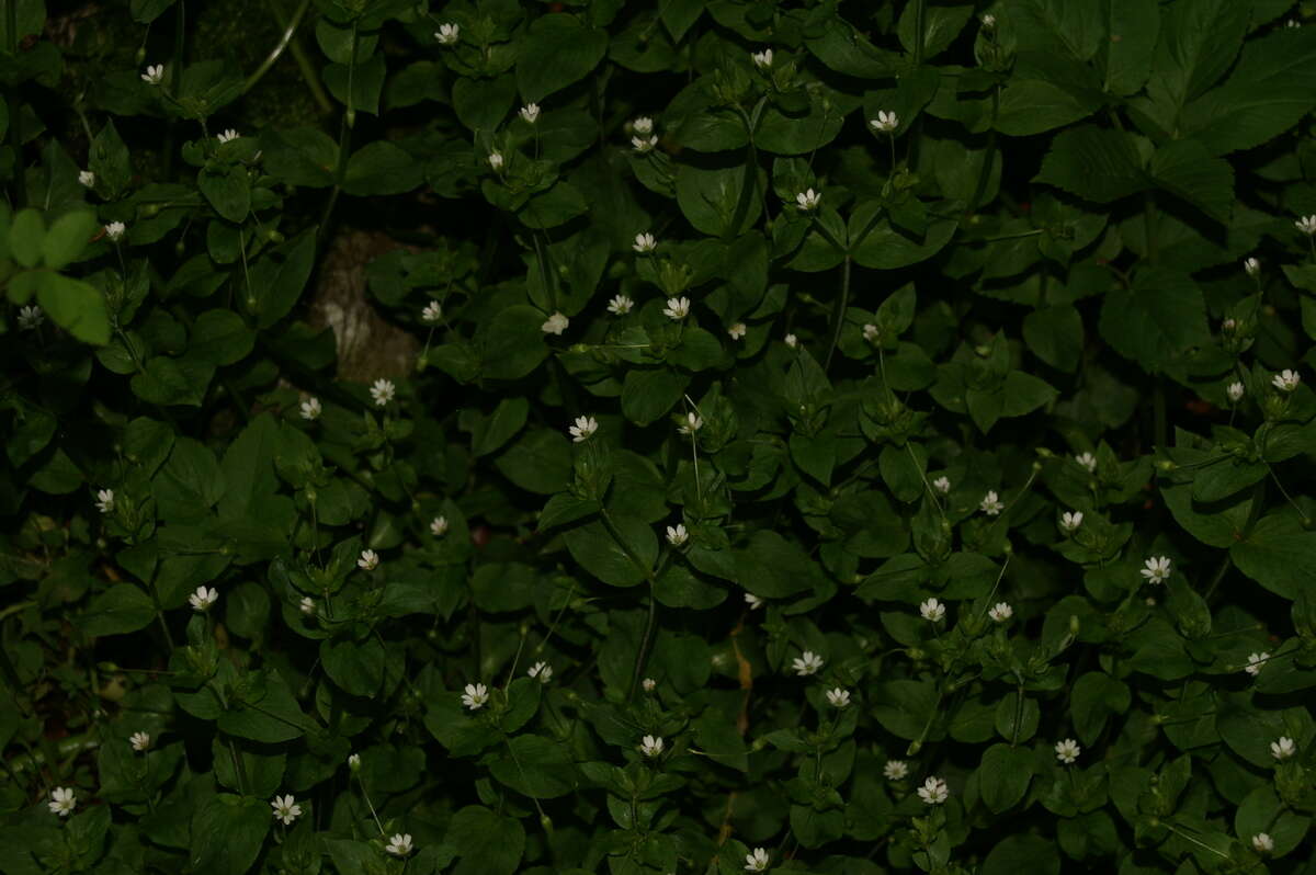 Image of greater chickweed