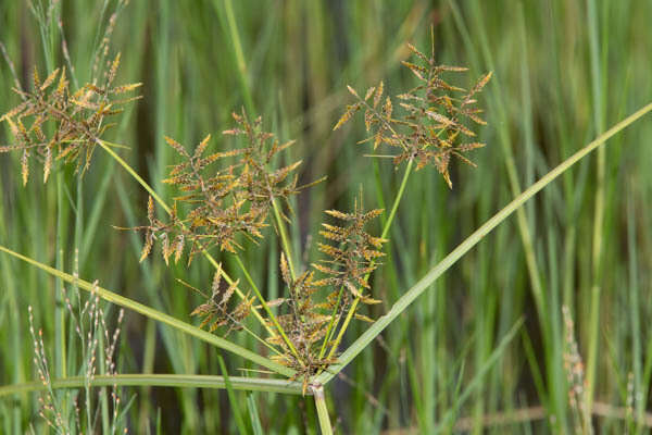 Cyperus macrostachyos Lam.的圖片