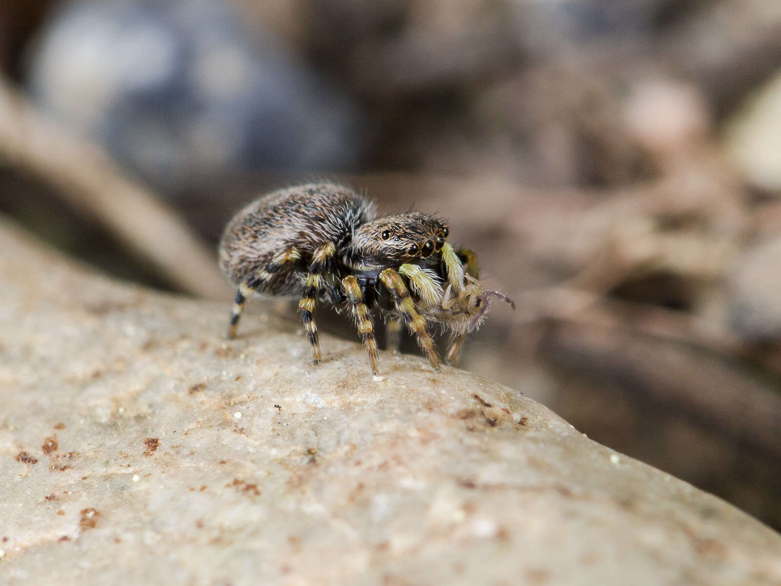 Image of Talavera petrensis (C. L. Koch 1837)