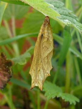 Imagem de Aglais urticae Linnaeus 1758