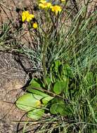 Image of Senecio parentalis O. M. Hilliard & B. L. Burtt