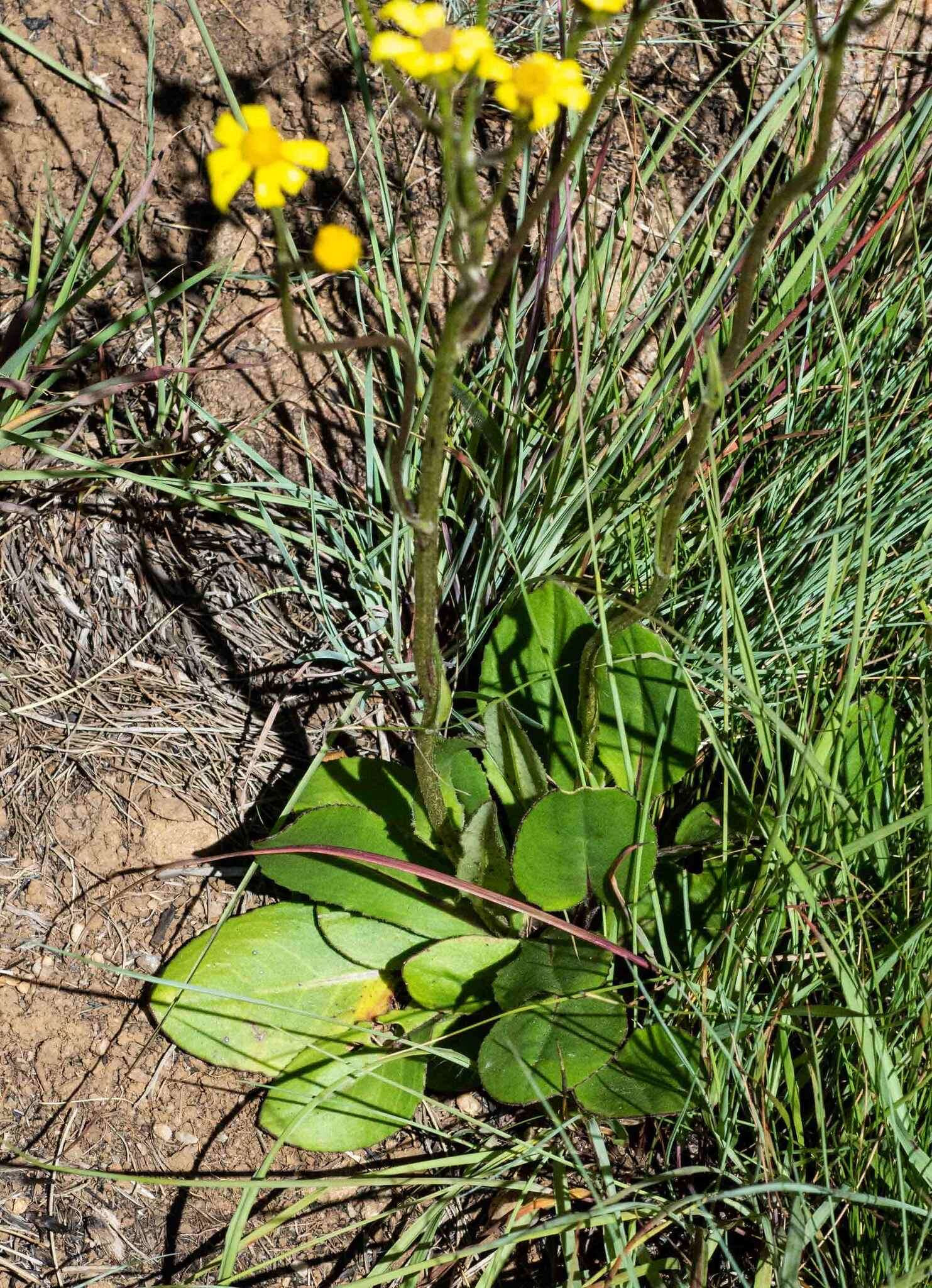 Image of Senecio parentalis O. M. Hilliard & B. L. Burtt