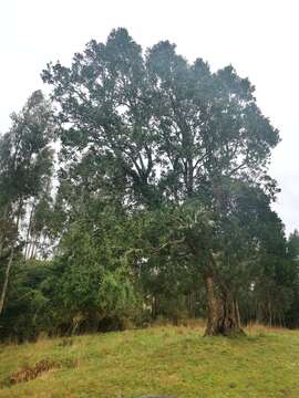 Image of Chilean Laurel