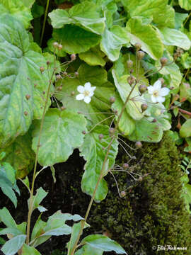 Image of Lysimachia sertulata Baudo