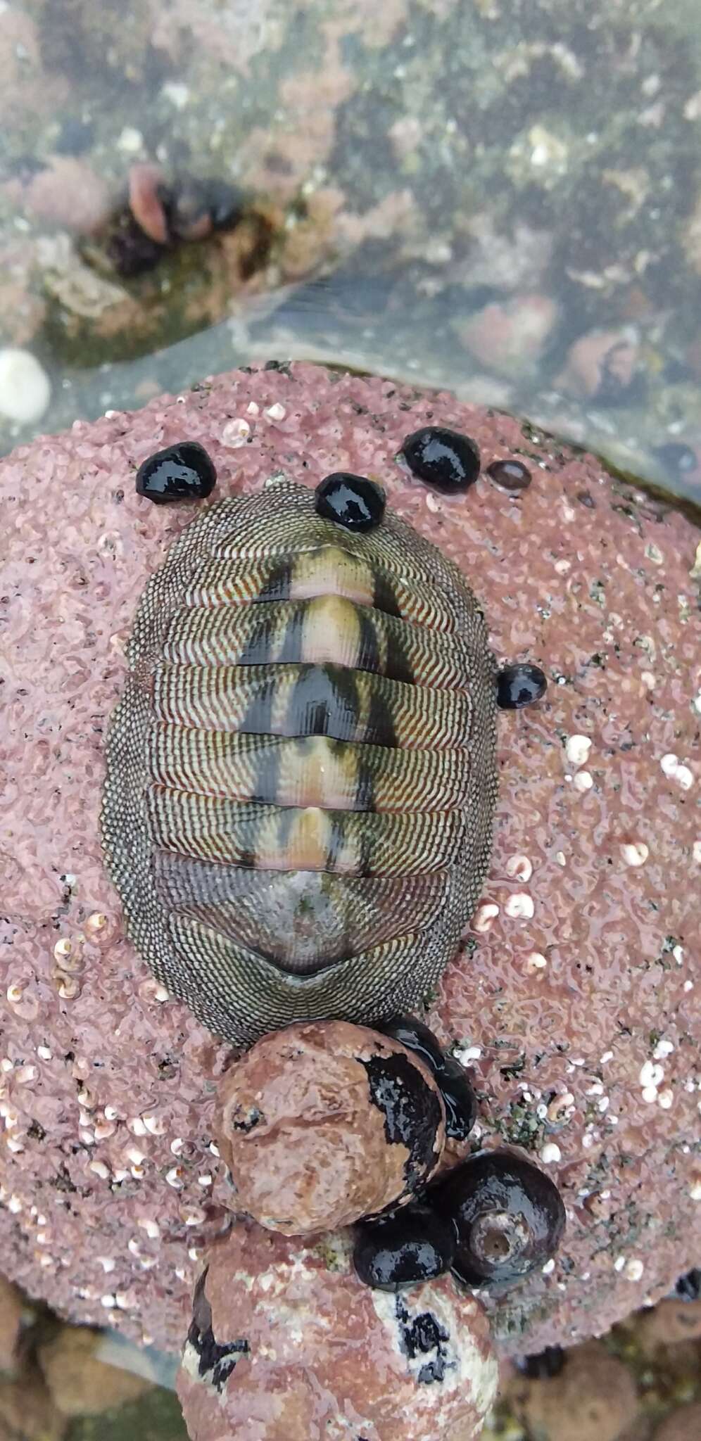 صورة Chiton cumingsii Frembly 1827