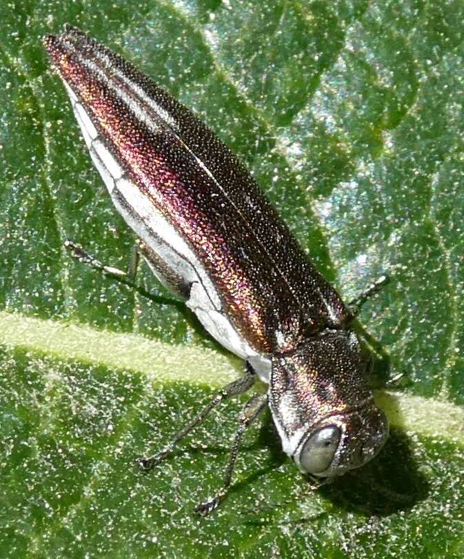 Image of Agrilus quadriguttatus niveiventris Horn 1891