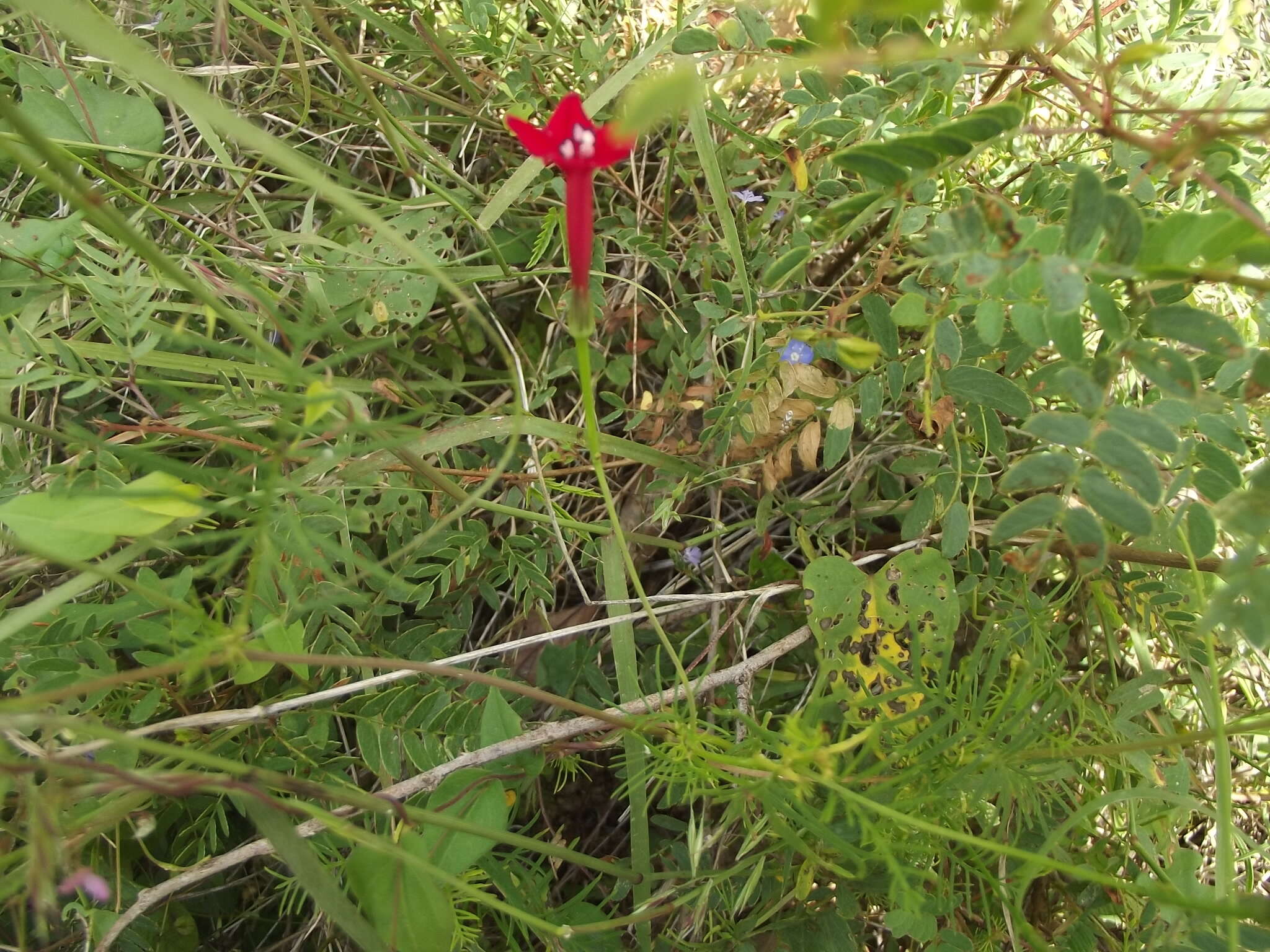 Image of Cypress Vine