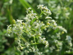 Image of White bedstraw