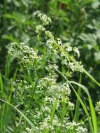 Image of White bedstraw