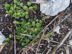 Imagem de Acalypha chamaedrifolia (Lam.) Müll. Arg.