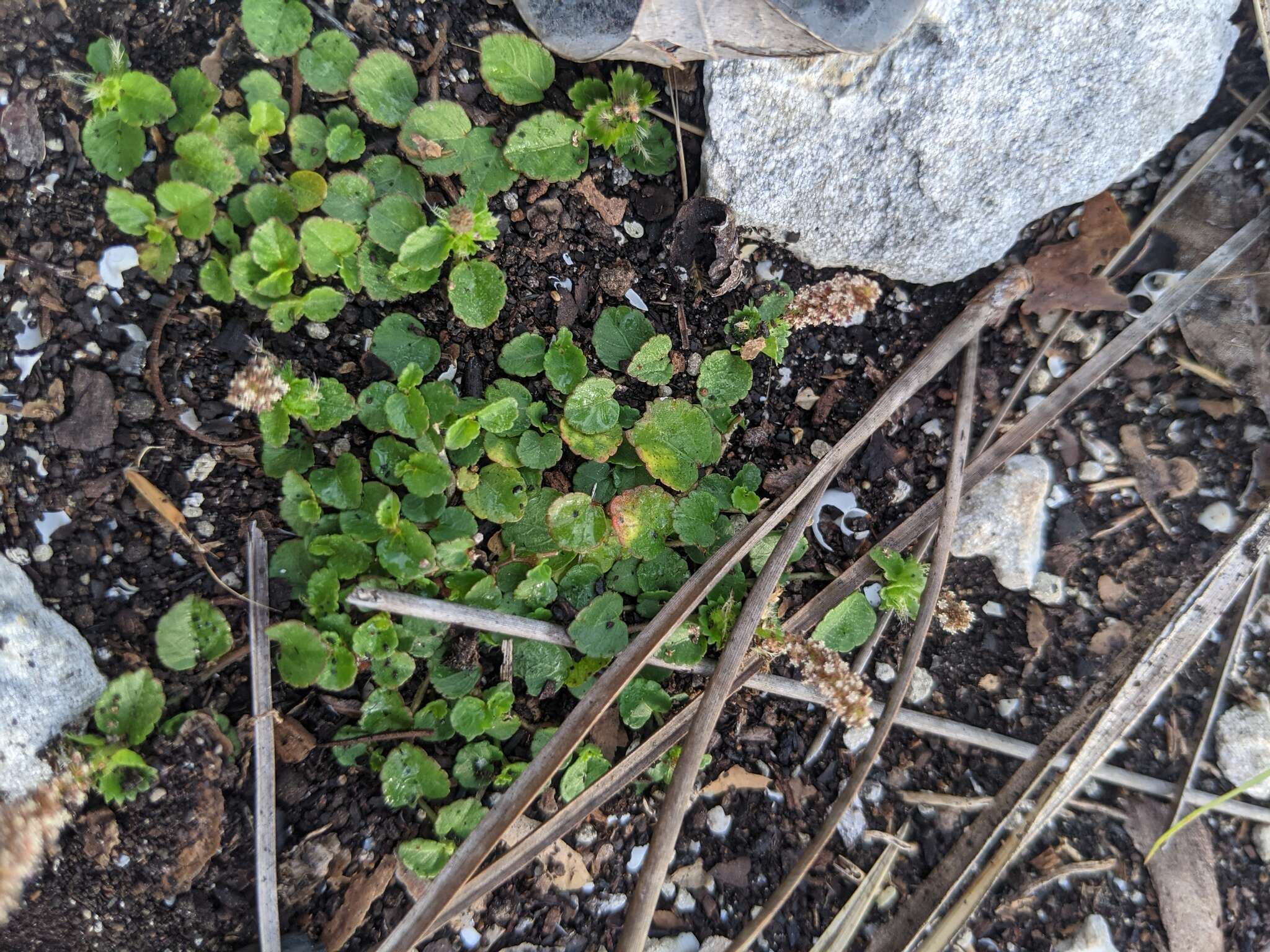 Imagem de Acalypha chamaedrifolia (Lam.) Müll. Arg.