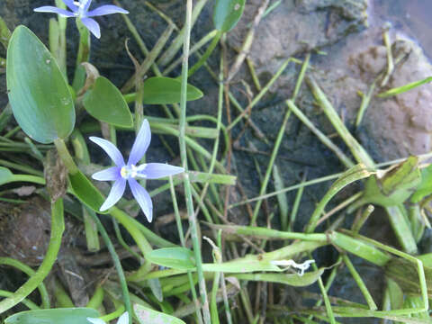 Heteranthera limosa (Sw.) Willd. resmi