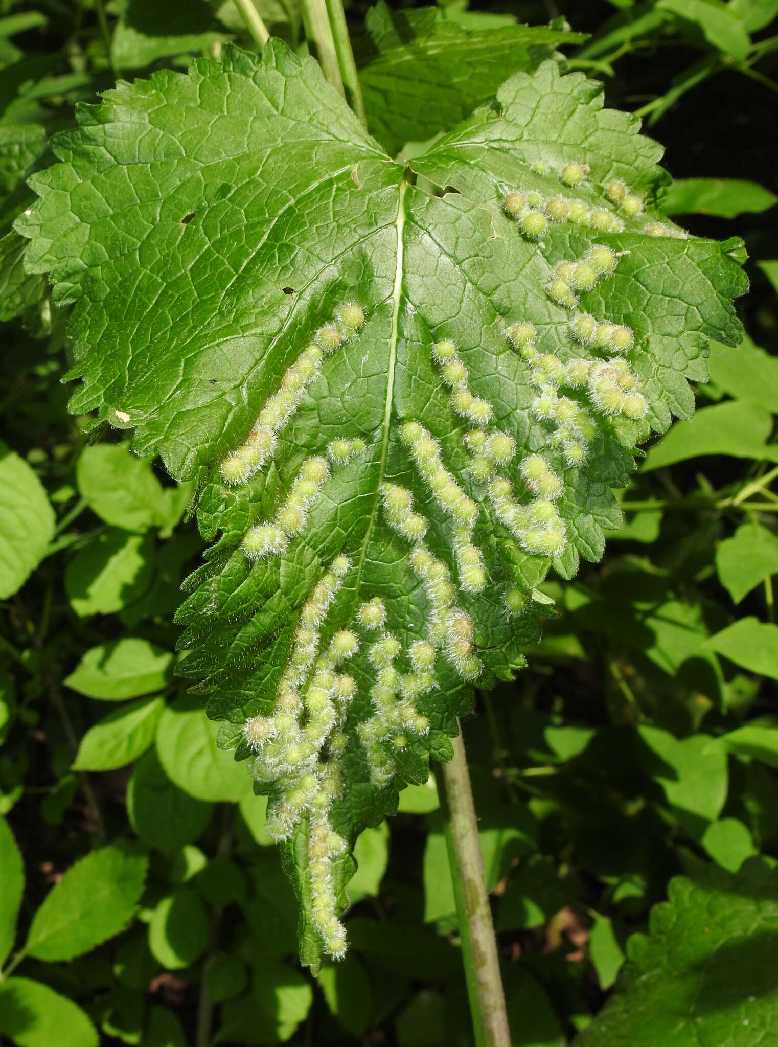 Image of <i>Aceria onychia</i> (Nalepa 1915)