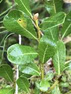 Image of Alaska bog willow