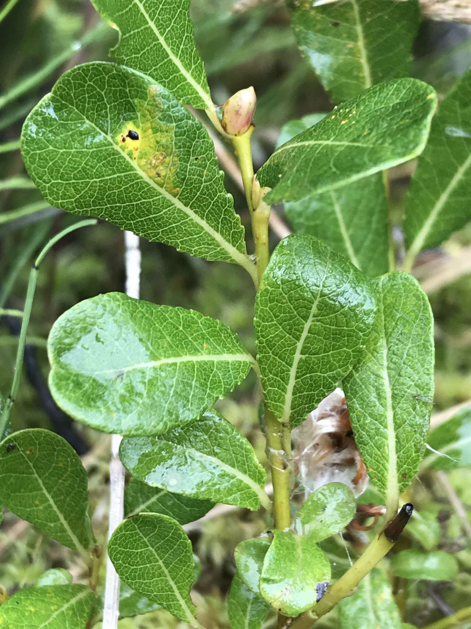 Image of Alaska bog willow