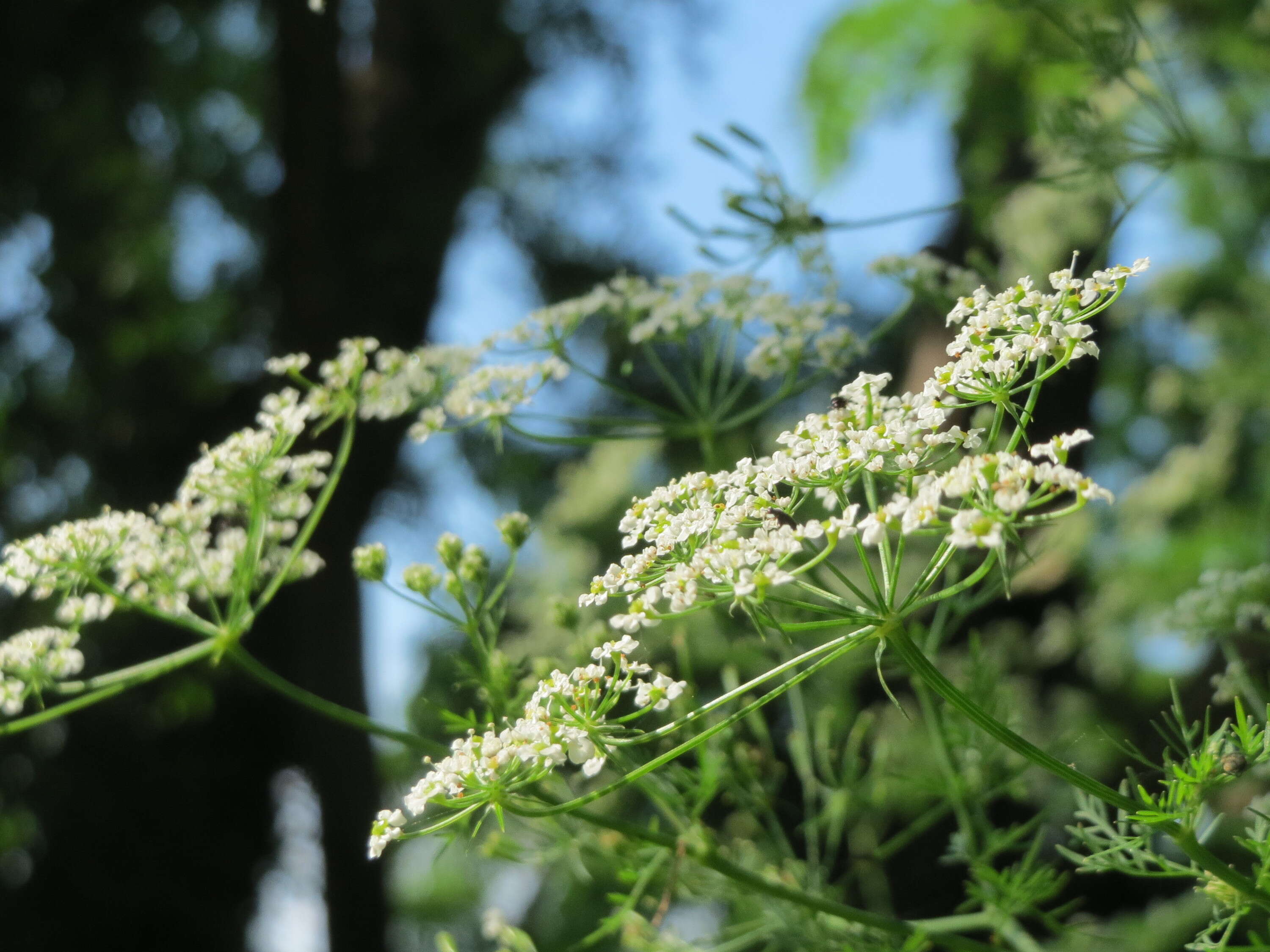 Image of bulbous chervil