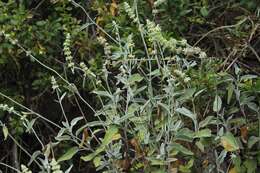 Image of Sideritis soluta subsp. gueimaris Négrin & P. Pérez