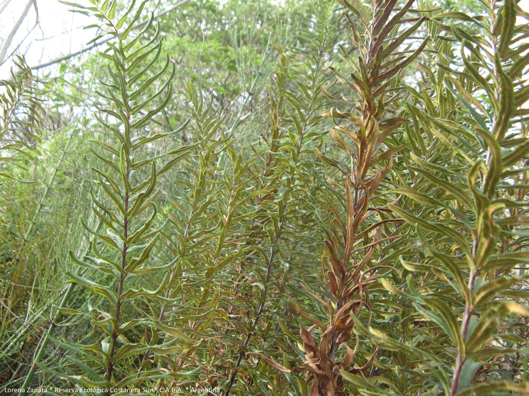 Pityrogramma trifoliata (L.) R. Tryon的圖片