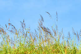 Image of Sorghum nitidum (Vahl) Pers.