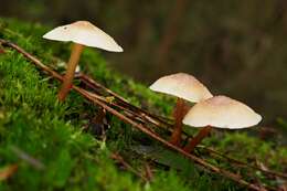 Image of Collybia eucalyptorum Cleland 1931