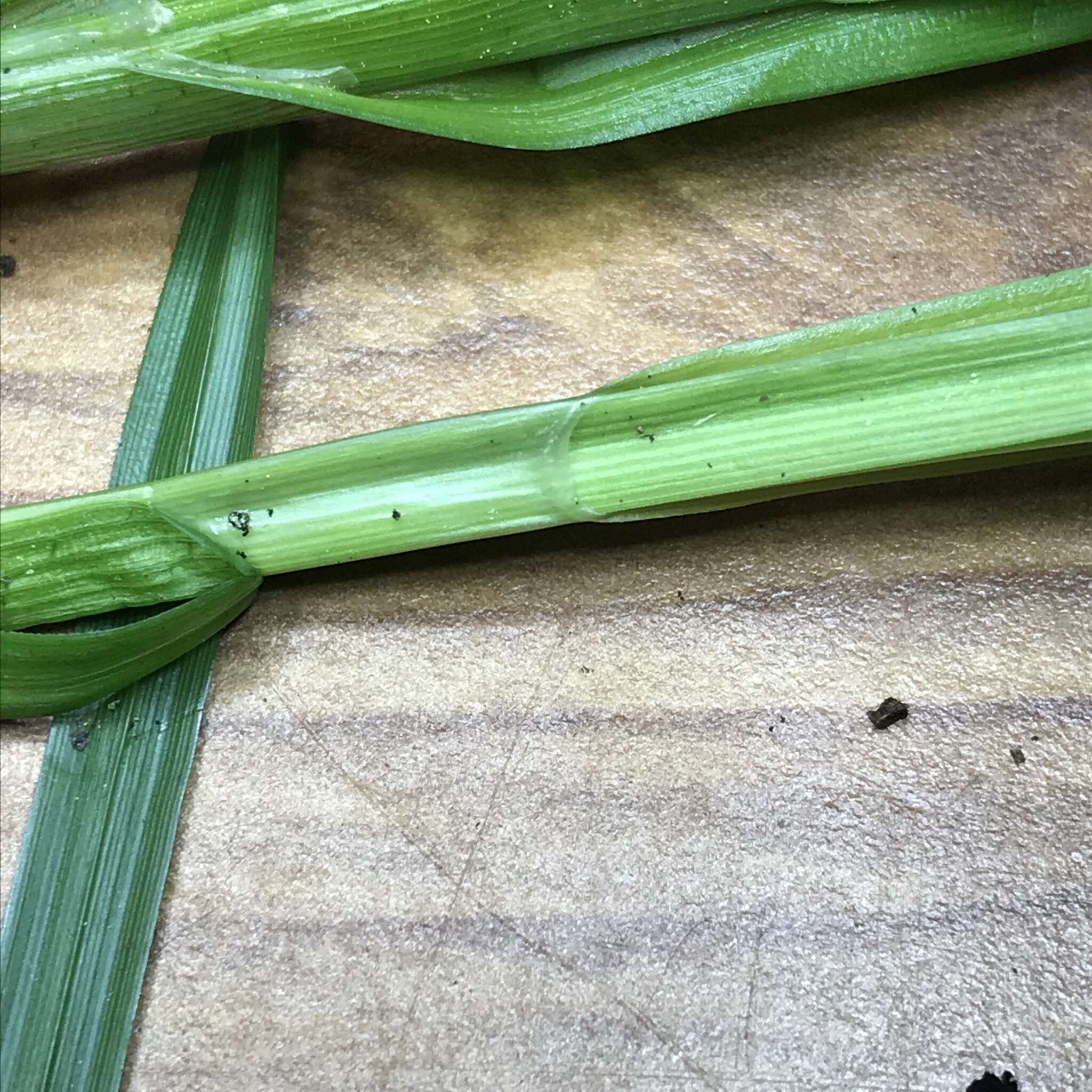 Image of Smooth-Sheath Sedge