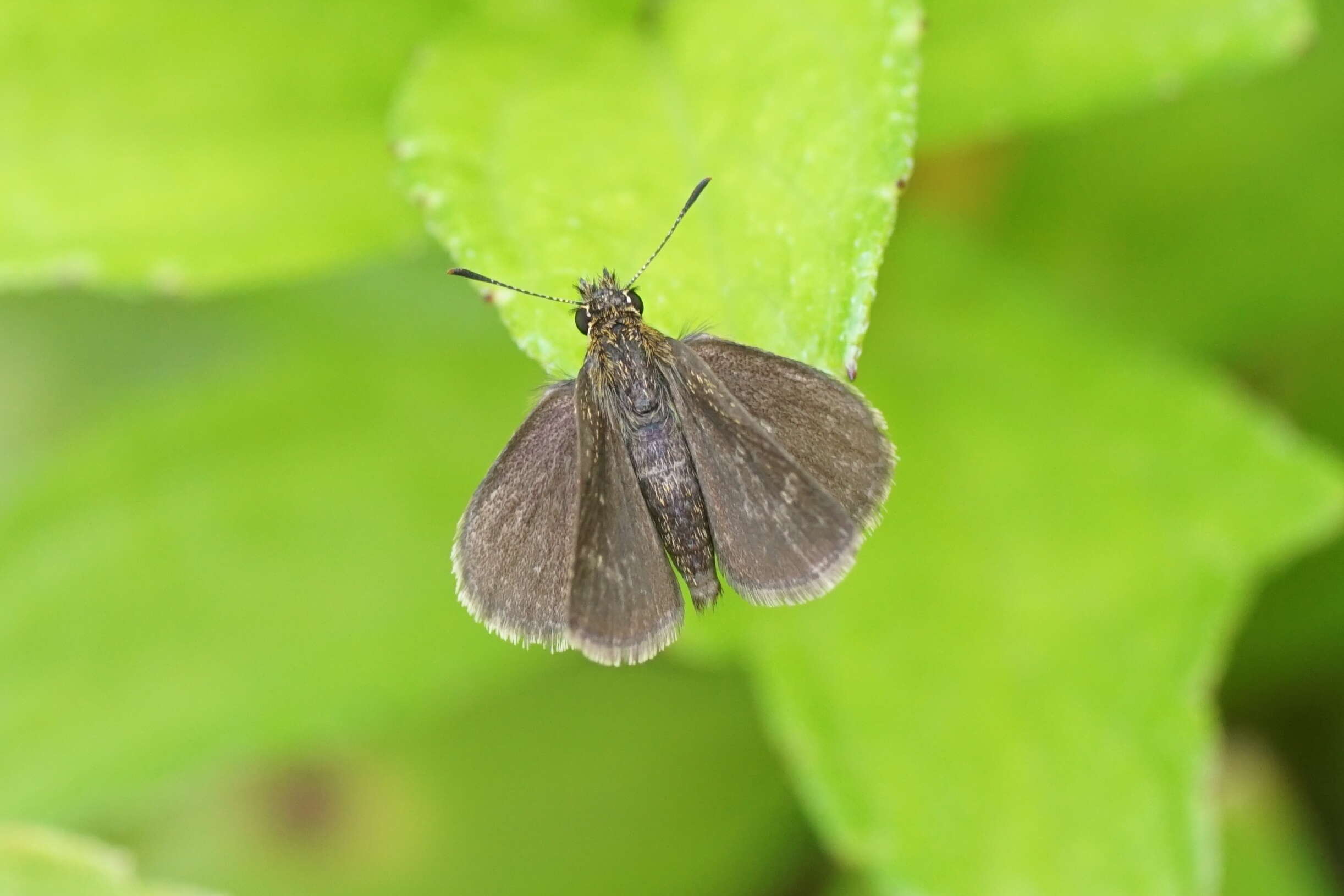 Aeromachus pygmaeus Fabricius 1775 resmi