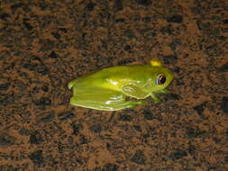 Image of Ankafana Bright-eyed Frog